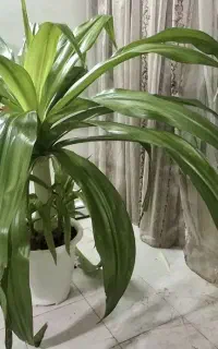 گل اشک ملکه ۱۵ ساله و بزرگ