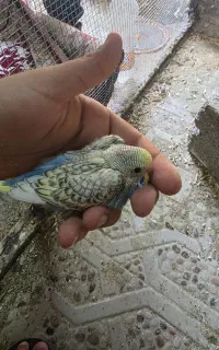 جوجه مرغ عشق