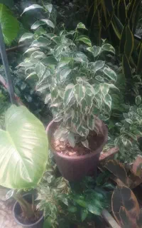 بنجامین