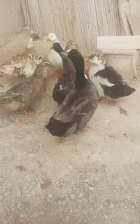 اوردک ۸عدد