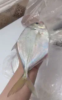 بزرگ تراز کف دست هستن