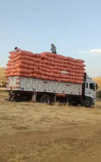 کاه گندم