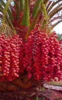 خوشه بندی درخت خرما