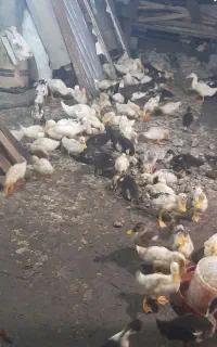 فروش اردک