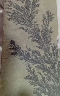 فسیل