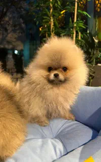 پامرانیان بوو فیس (عروسک زنده)