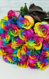 260 شاخه گل رز مهر