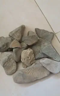 مقداری فسیل