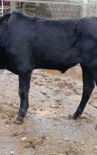 ورزا کوله چالوسی گاو نر کل محلی