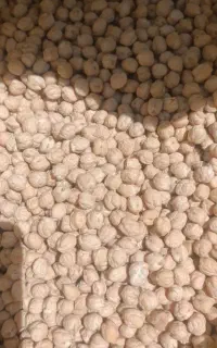 نخود درجه یک بذری