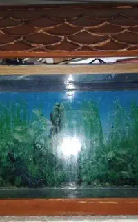 آکواریوم ماهی