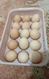 تخم‌مرغ