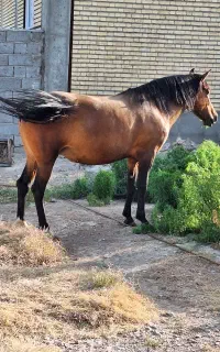 اسب