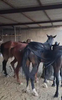 خرید وفروش اسب مادیان پالانی  قاطر باری