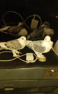 پشت طاووسی