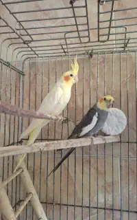 طوطی عروس جفت