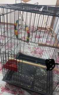 قفس