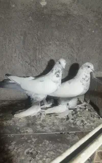 کبوتر گوی گویروخ