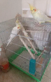فروش عروس هلندی