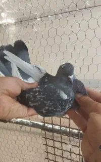 مایه کفتر