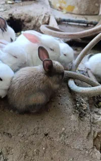 خرگوش کوچولو