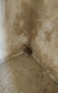 بلدرچین ماده
