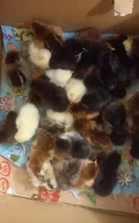جوجه یک روزه