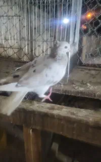 کبوتر