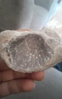 فصیل دریای