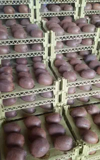 میوه عمده جهت مراسمات