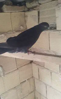 دوعددنر گردن کلفت