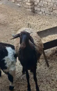 بره ماده  قزل افشار