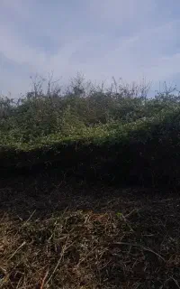علفتراشی