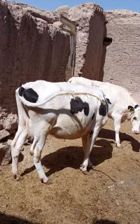 گاو
