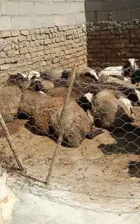 گوسفند داشتی