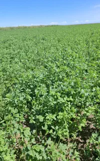 یونجه چین دوم