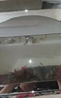 ماهی گوپی