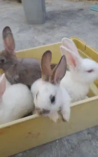 خرگوش