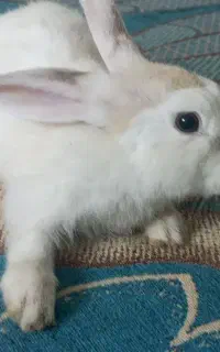خرگوش