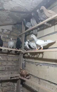 کبوتری بوم پرنده