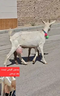 شاه بز سانن زایده با بزغاله نر شیر مست بزرگ