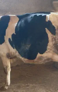 گاو شیری با گوساله