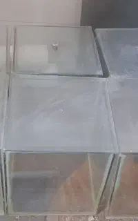 اکواریوم ترشی