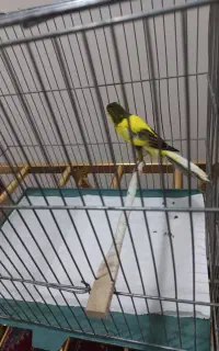 قناری سوپری رسمی بلند