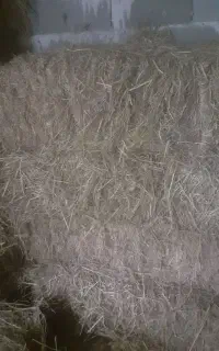 کلوش ۱۵۰