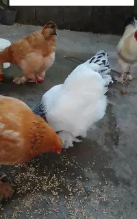 تخم ندفه دار مرغ برهما