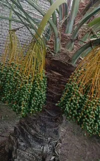 بستن ب این زیبای