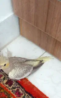 عروس هلندی گ.م.شده
