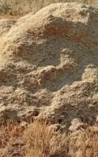 کاه جو  25 انبار