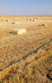 کولش جویک خاور